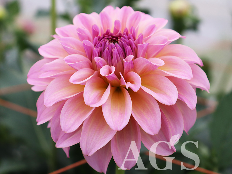 AGSオンラインショップ / ダリア球根