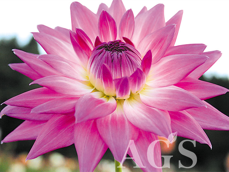 AGSオンラインショップ / ダリア球根