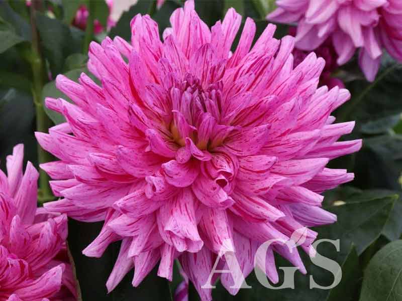 AGSオンラインショップ / ダリア球根