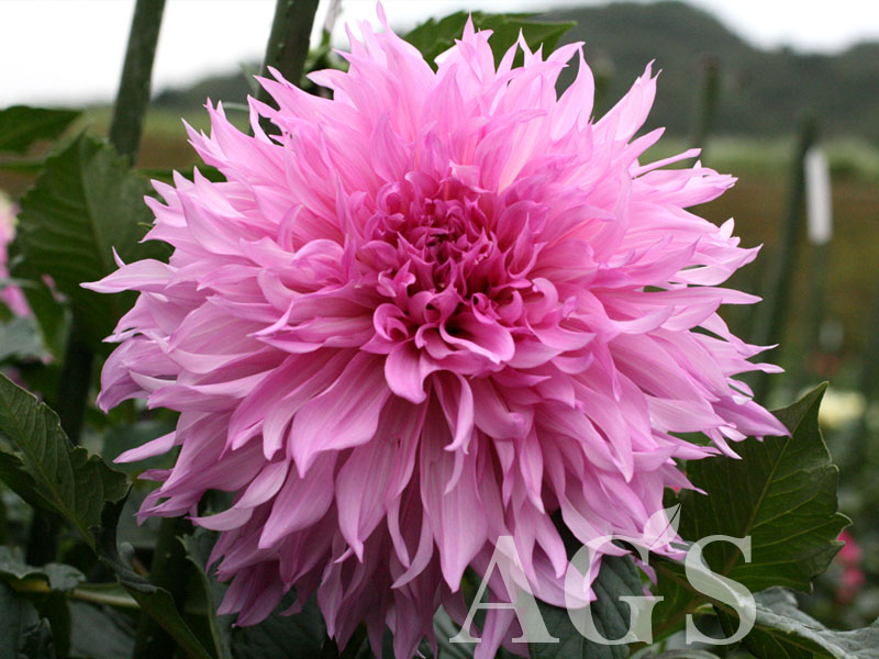 AGSオンラインショップ / ダリア球根