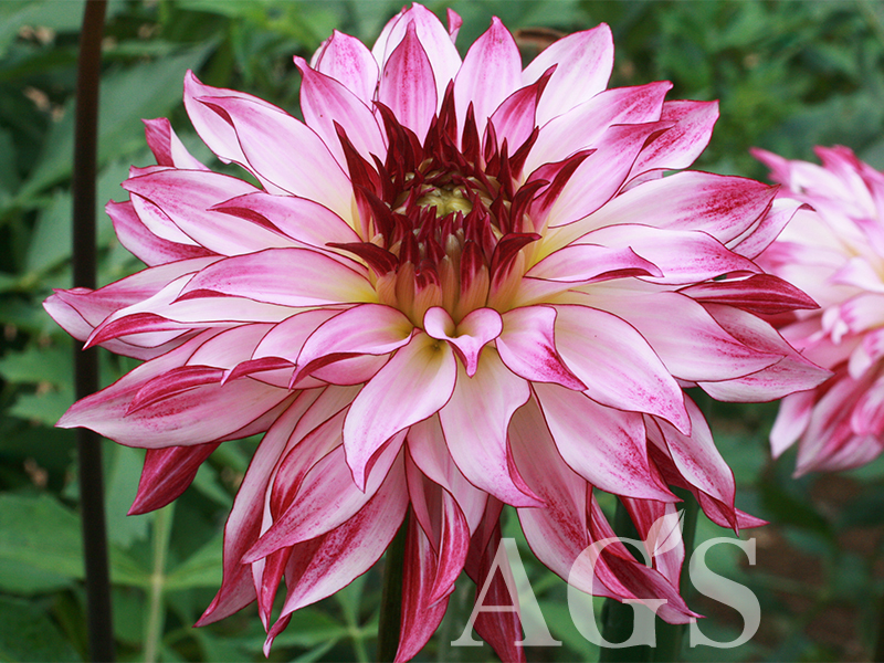 希少 saro 別注 dahlia ダリア フラワープリント フリルワンピース｜ファッション