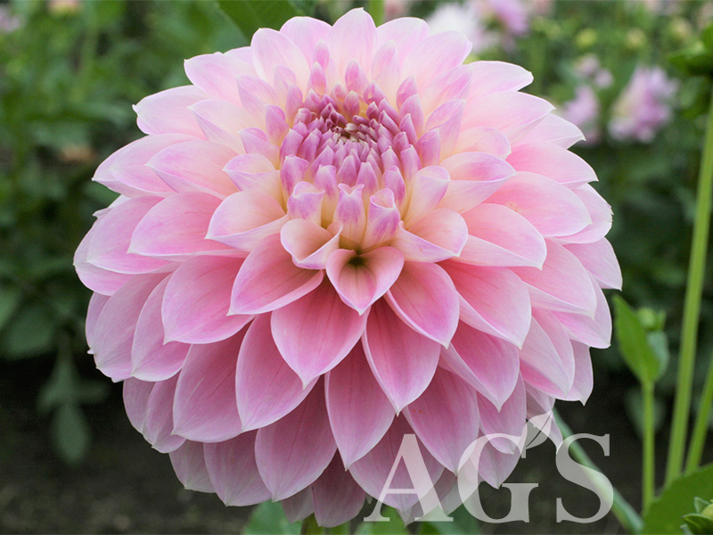 AGSオンラインショップ / ダリア球根