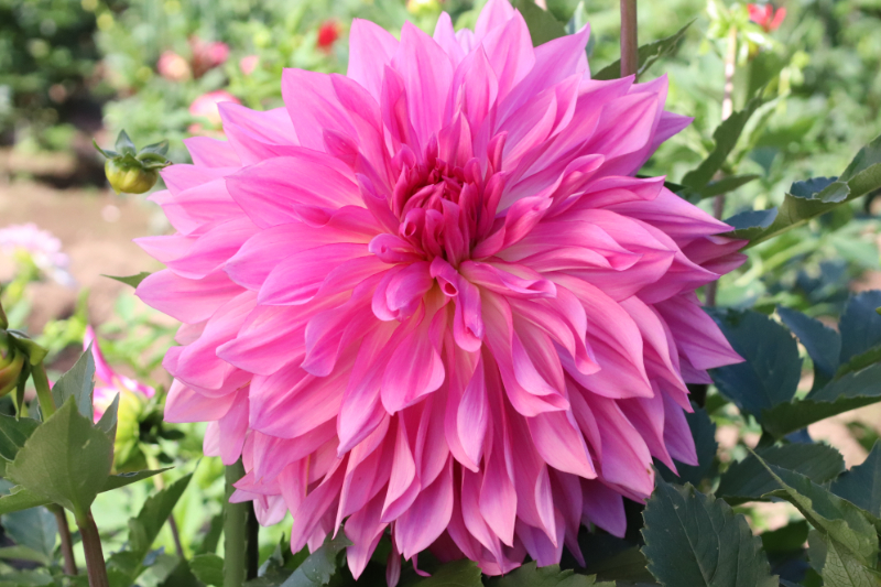 AGSオンラインショップ / ダリア球根