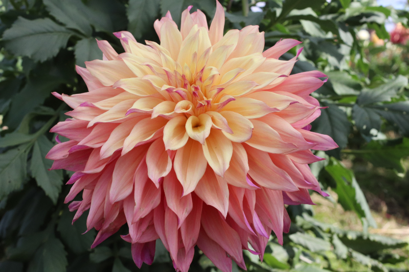 AGSオンラインショップ / ダリア球根