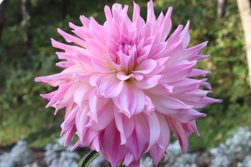 AGSオンラインショップ / ダリア球根