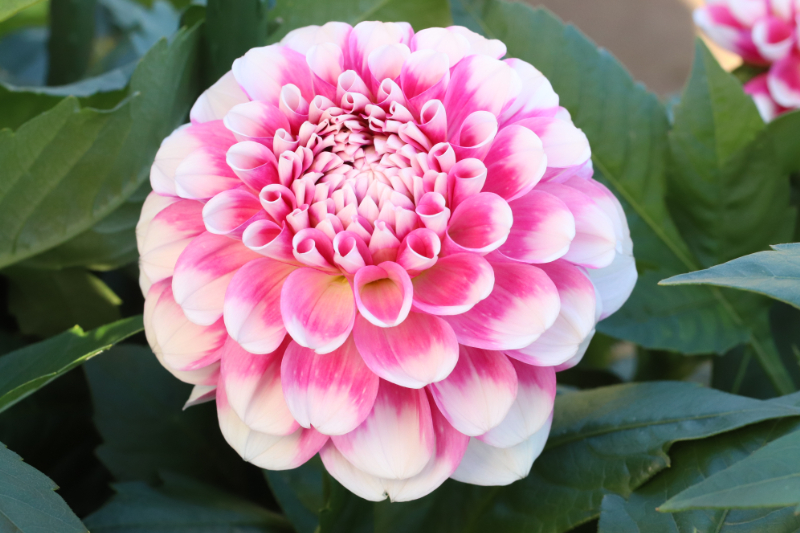 AGSオンラインショップ / ダリア球根