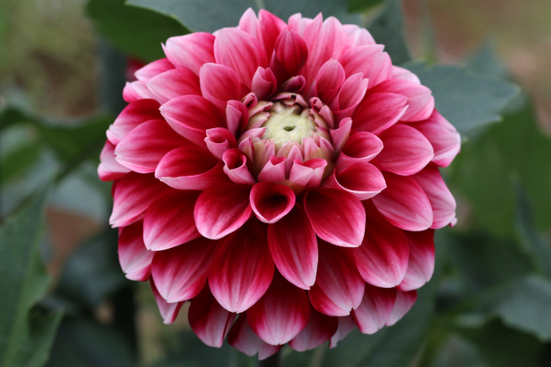 AGSオンラインショップ / ダリア球根