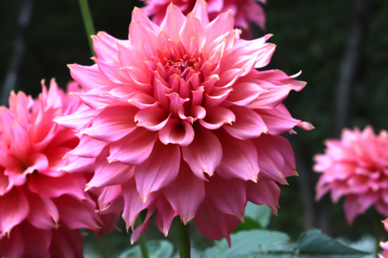 AGSオンラインショップ / ダリア球根