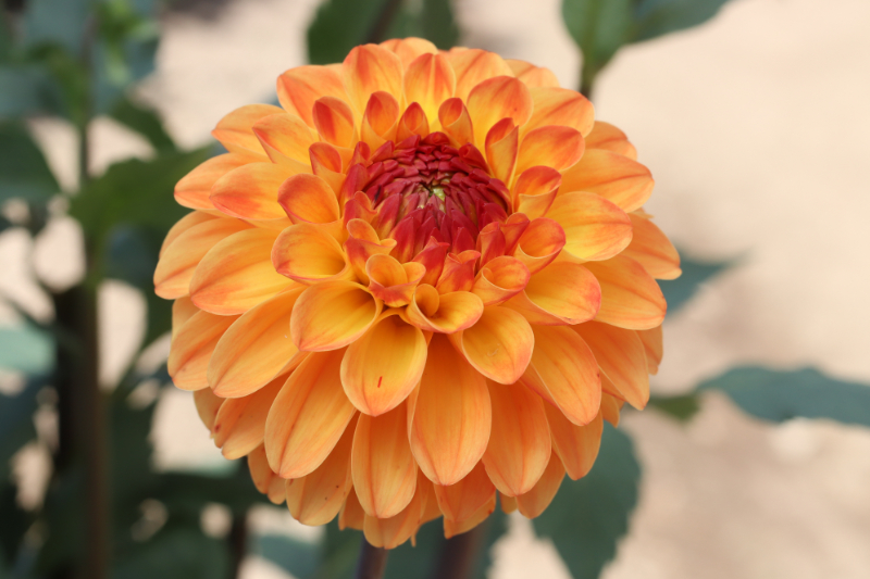 AGSオンラインショップ / ダリア球根