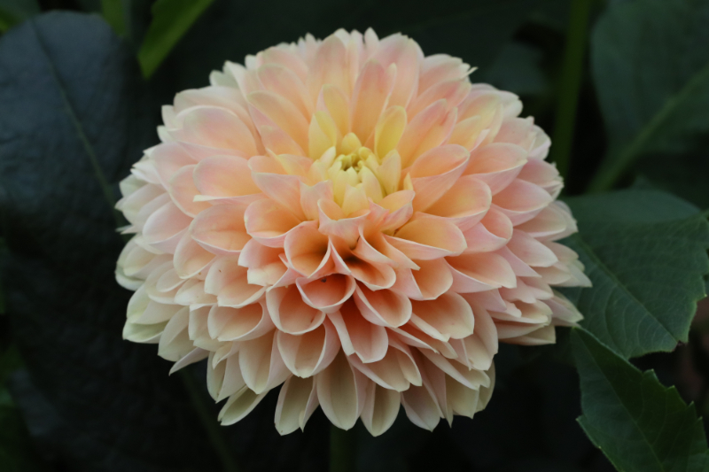 AGSオンラインショップ / ダリア球根