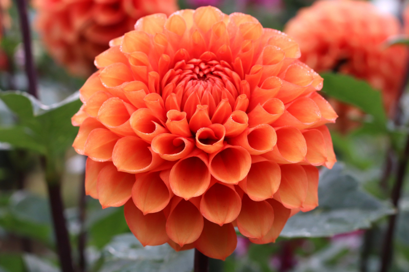 AGSオンラインショップ / ダリア球根