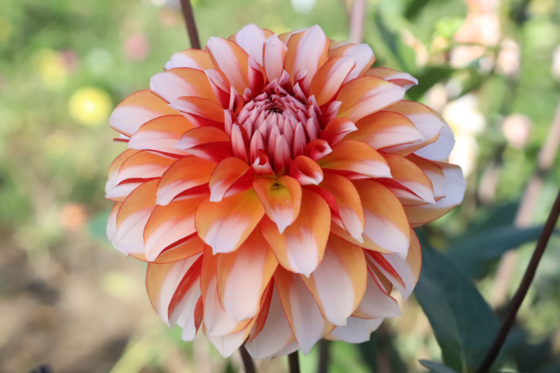 AGSオンラインショップ / ダリア球根