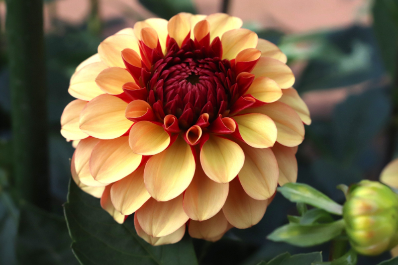 AGSオンラインショップ / ダリア球根