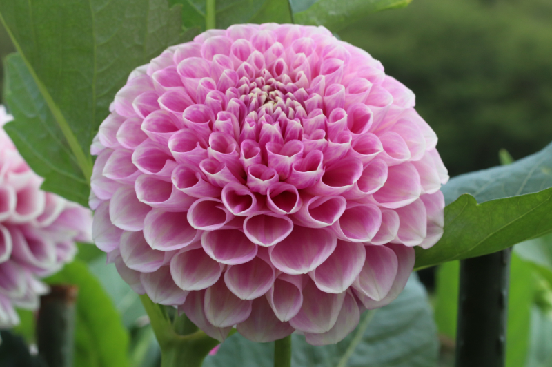 AGSオンラインショップ / ダリア球根