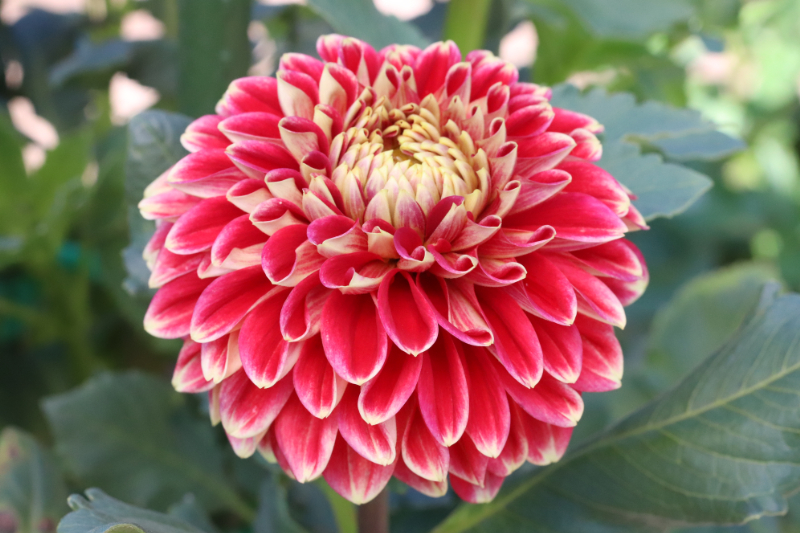 AGSオンラインショップ / ダリア球根