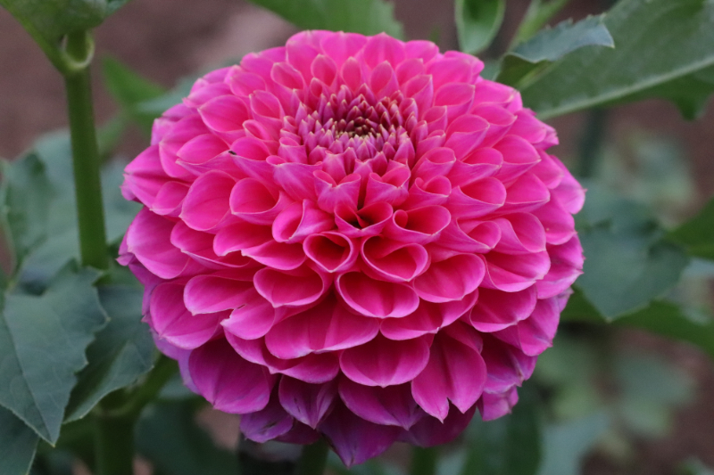 AGSオンラインショップ / ダリア球根