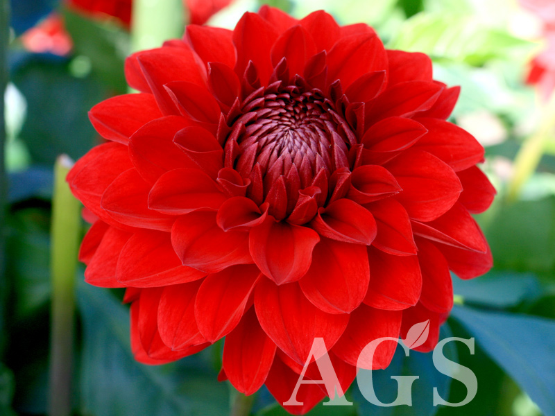 Agsオンラインショップ ダリア球根 Agsオンラインショップ ダリア球根