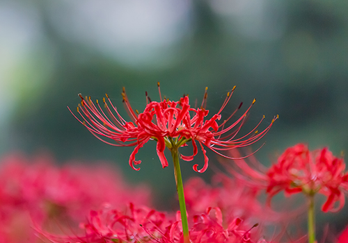 彼岸花 ヒガンバナ 曼珠沙華 の名所 Agsfan 花と広がるコミュニケーション