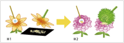 ダリアのさし芽 品種作り 切り花 Agsfan 花と広がるコミュニケーション