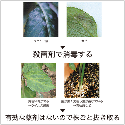 ダリアの上手な育て方 Agsfan 花と広がるコミュニケーション