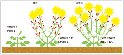 ダリアの上手な育て方 Agsfan 花と広がるコミュニケーション