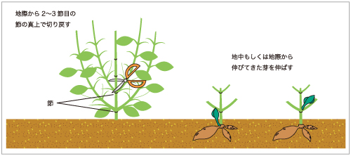 ダリアの上手な育て方 Agsfan 花と広がるコミュニケーション