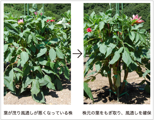 ダリアの上手な育て方 Agsfan 花と広がるコミュニケーション