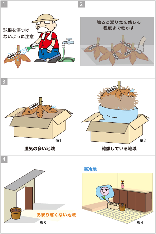 ダリアの上手な育て方 Agsfan 花と広がるコミュニケーション