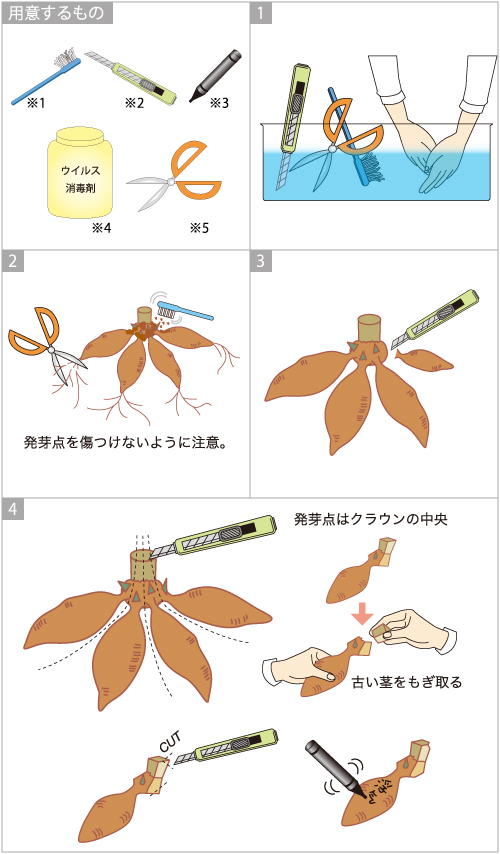 ダリアの上手な育て方 Agsfan 花と広がるコミュニケーション