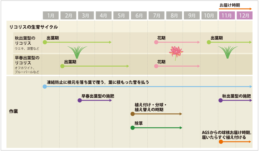 リコリスの上手な育て方 Agsfan 花と広がるコミュニケーション