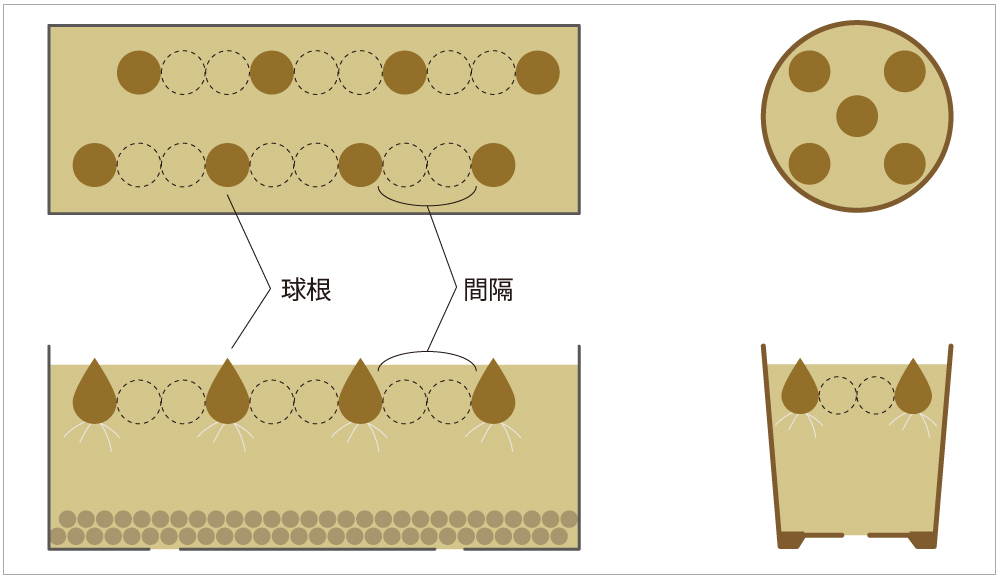 リコリスの上手な育て方 Agsfan 花と広がるコミュニケーション